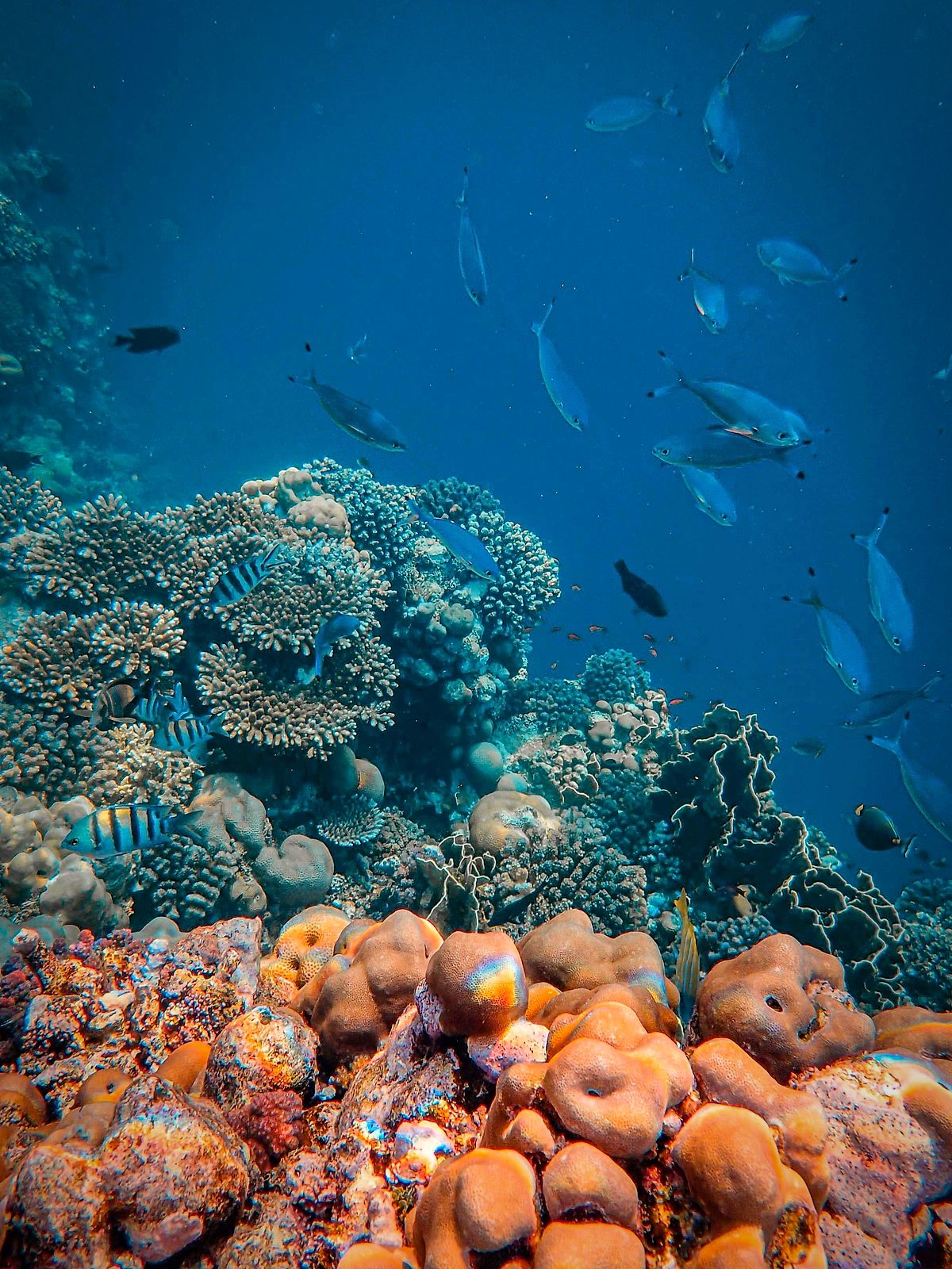 Tropical fish swimming over coral reef at Koh Lading, Krabi