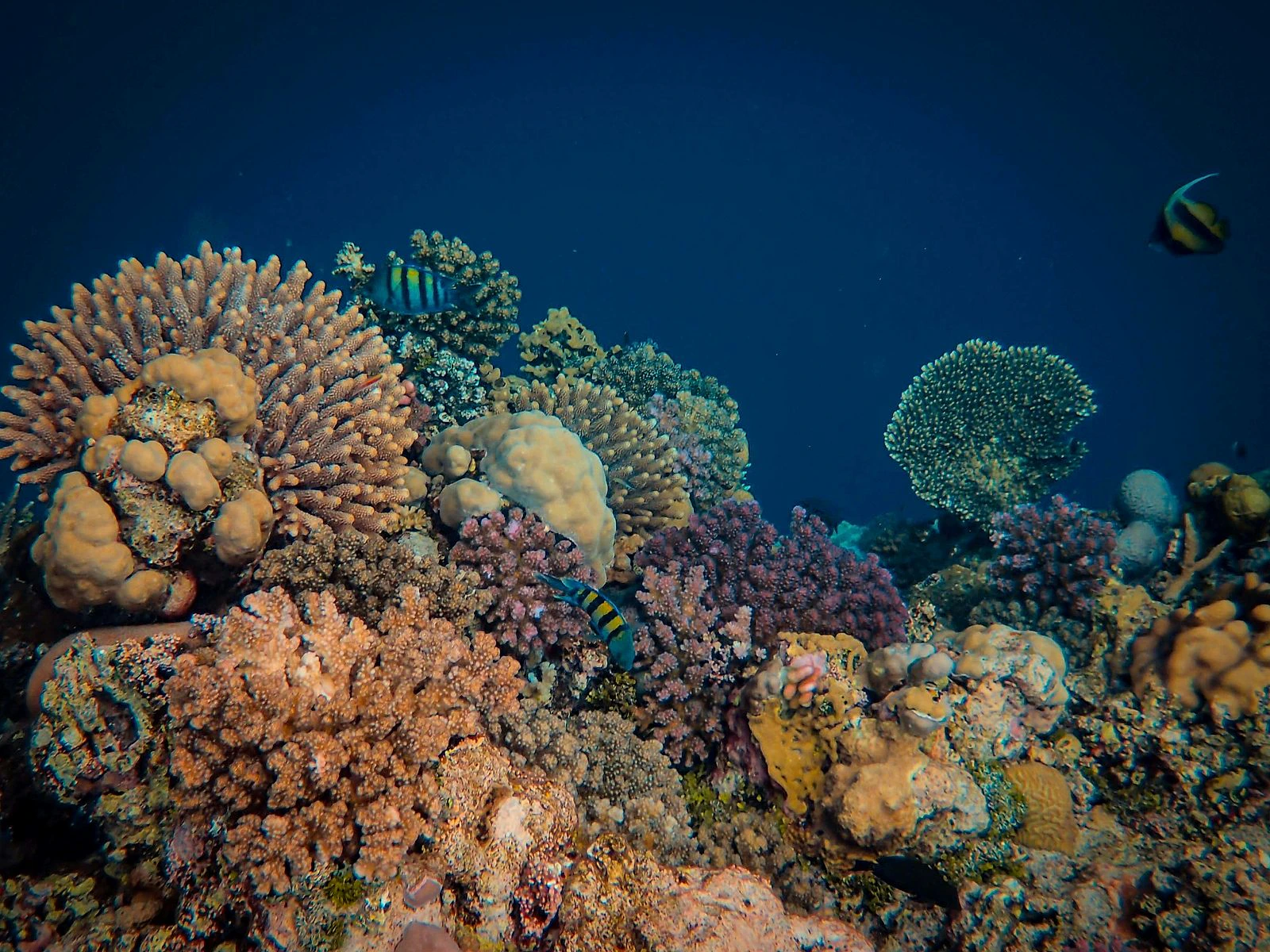 Snorkeler exploring a coral reef with tropical fish at the Hong Islands